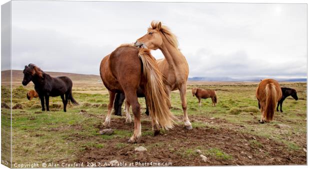 Icelandic Horses Canvas Print by Alan Crawford