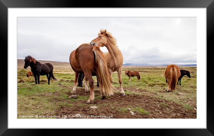 Icelandic Horses Framed Mounted Print by Alan Crawford