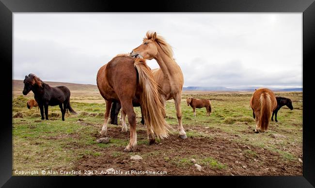 Icelandic Horses Framed Print by Alan Crawford