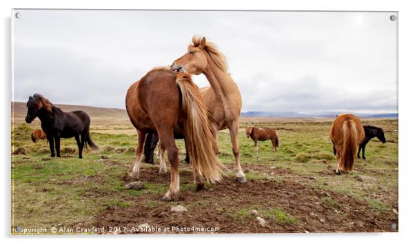 Icelandic Horses Acrylic by Alan Crawford