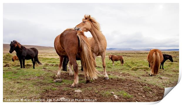 Icelandic Horses Print by Alan Crawford