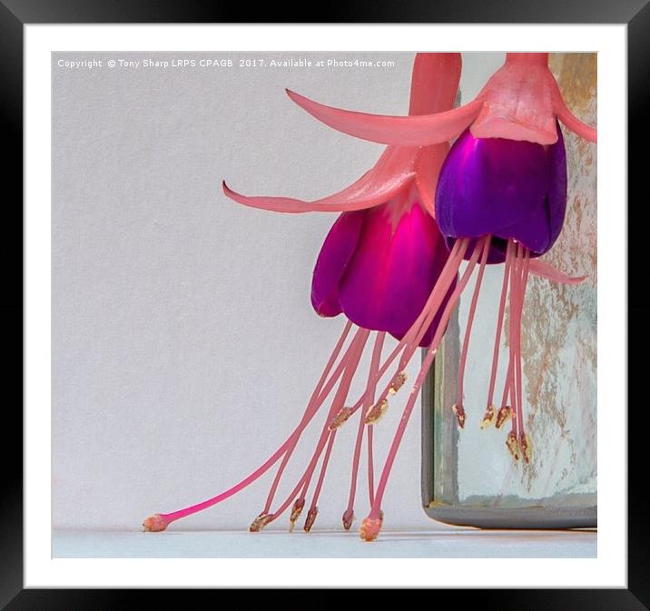 OCTOBER FUCHSIAS Framed Mounted Print by Tony Sharp LRPS CPAGB
