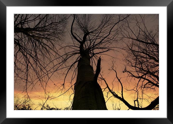 Tree's of Gold Framed Mounted Print by simon alun hark