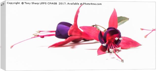 OCTOBER FUCHSIA BLOOMS (HIGH KEY) Canvas Print by Tony Sharp LRPS CPAGB