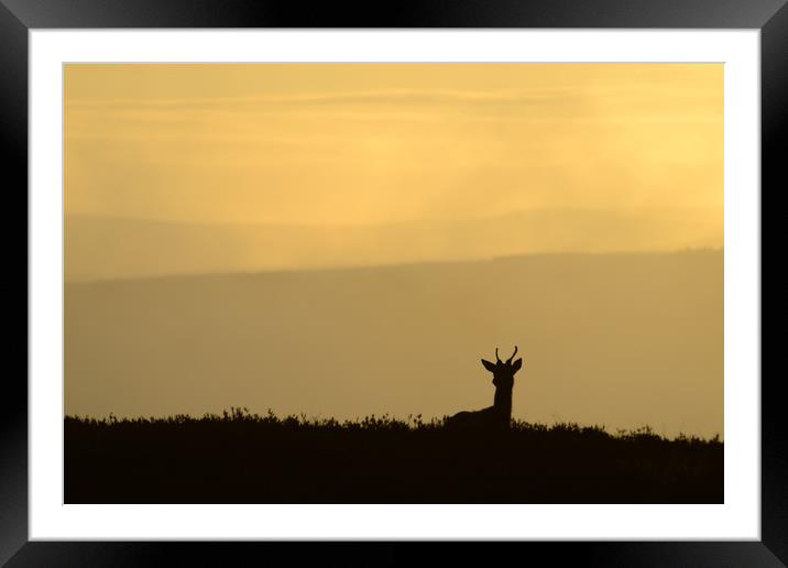 Deer Silhouette Framed Mounted Print by Macrae Images
