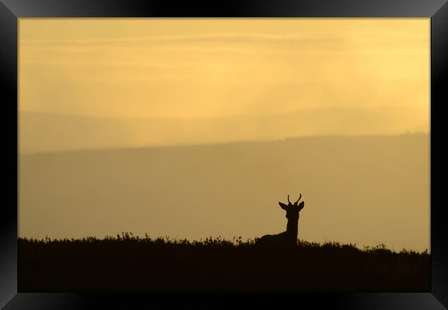 Deer Silhouette Framed Print by Macrae Images