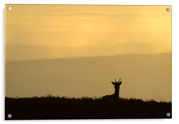 Deer Silhouette Acrylic by Macrae Images