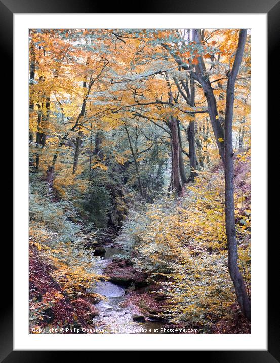 autumn woodland in beautiful seasonal colors with  Framed Mounted Print by Philip Openshaw