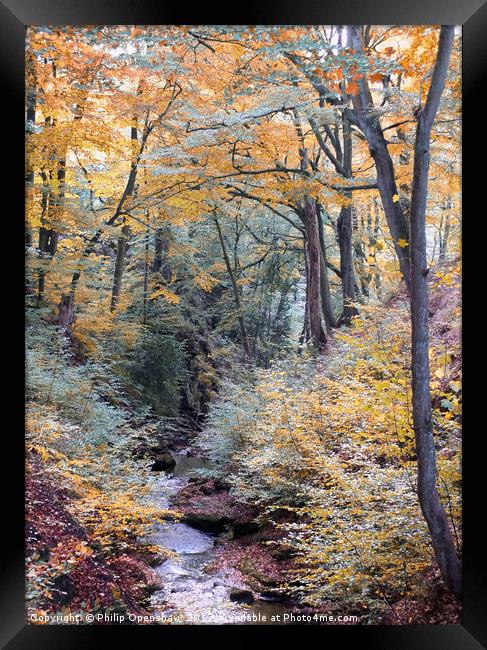 autumn woodland in beautiful seasonal colors with  Framed Print by Philip Openshaw