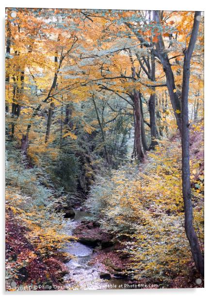 autumn woodland in beautiful seasonal colors with  Acrylic by Philip Openshaw