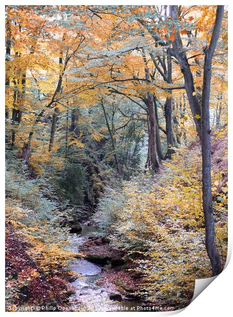 autumn woodland in beautiful seasonal colors with  Print by Philip Openshaw