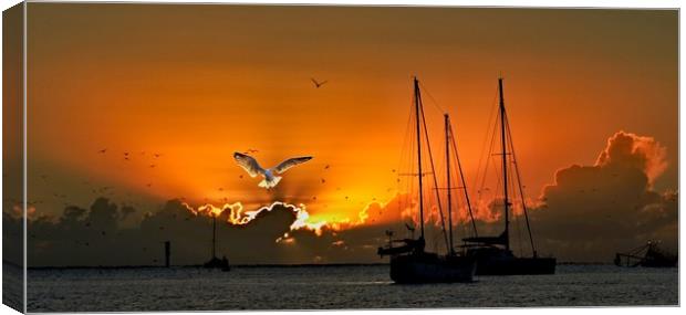 Seagull & Yacht Silhouette at Dawn. Canvas Print by Geoff Childs
