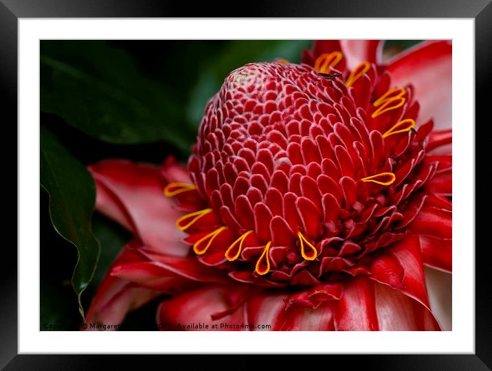 Tropical red bloom  Framed Mounted Print by Margaret Stanton