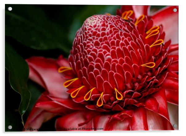 Tropical red bloom  Acrylic by Margaret Stanton