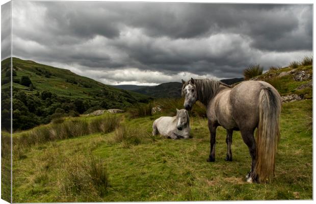 Wild fell horses before the storm Canvas Print by Marlane Clarke
