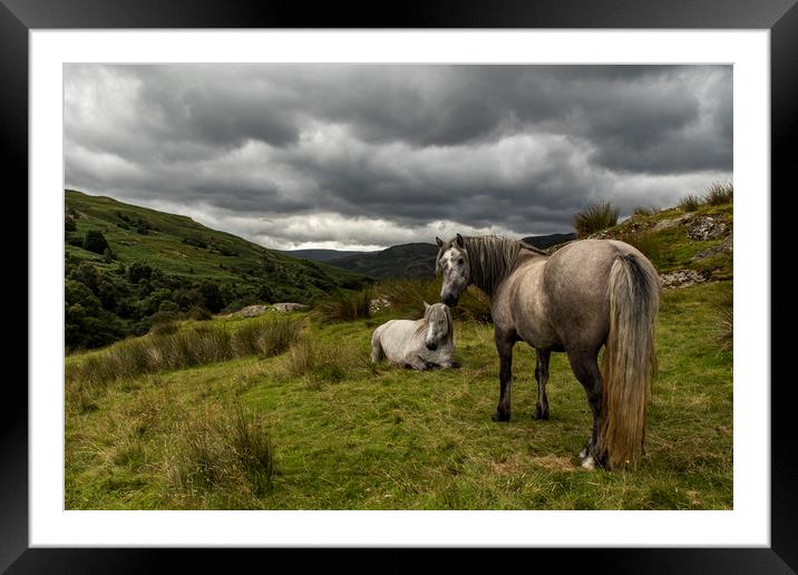 Wild fell horses before the storm Framed Mounted Print by Marlane Clarke