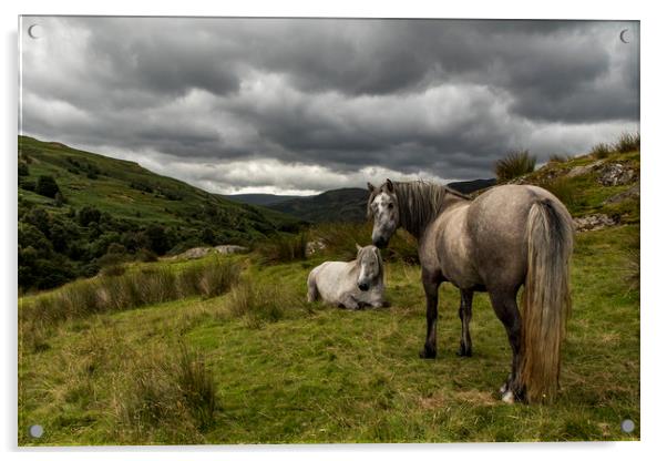 Wild fell horses before the storm Acrylic by Marlane Clarke