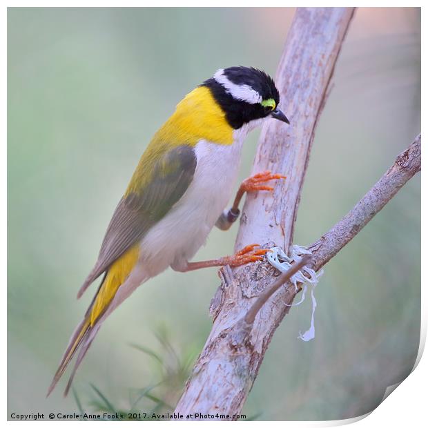 Black-chinned Honeyeater Print by Carole-Anne Fooks