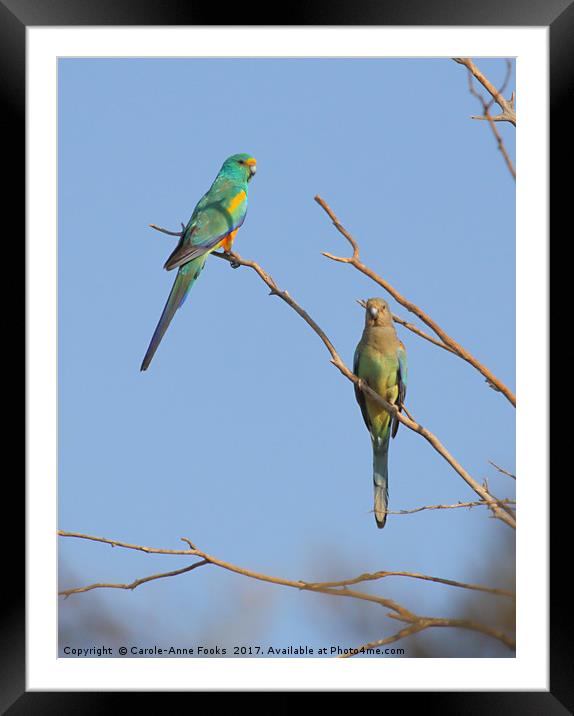 Pair of Mulga Parrots Framed Mounted Print by Carole-Anne Fooks