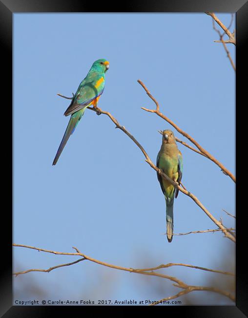 Pair of Mulga Parrots Framed Print by Carole-Anne Fooks