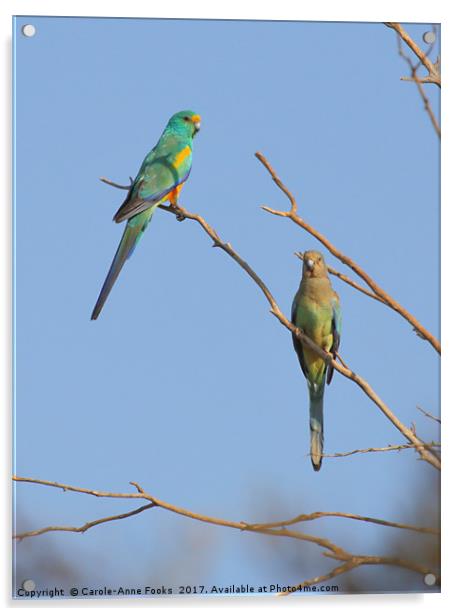Pair of Mulga Parrots Acrylic by Carole-Anne Fooks