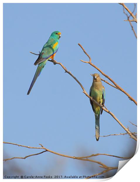 Pair of Mulga Parrots Print by Carole-Anne Fooks