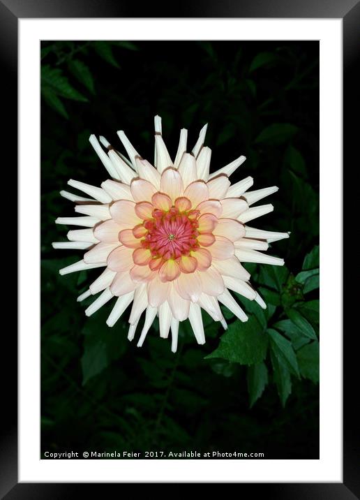flower on a cool night Framed Mounted Print by Marinela Feier