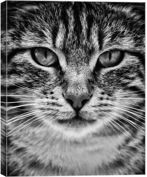 Cat Canvas Print by Victor Burnside