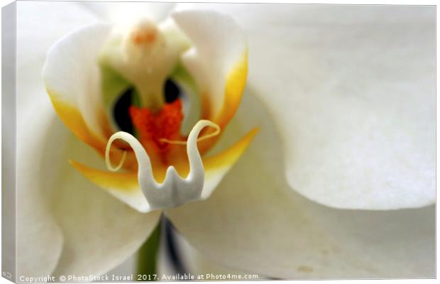 Close up of an Orchid Canvas Print by PhotoStock Israel