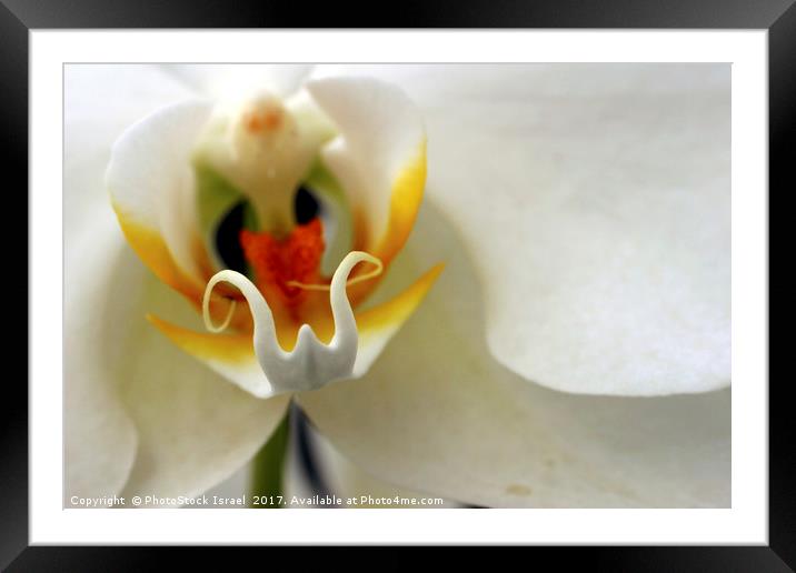 Close up of an Orchid Framed Mounted Print by PhotoStock Israel