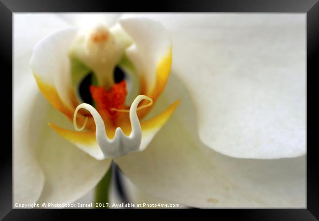 Close up of an Orchid Framed Print by PhotoStock Israel
