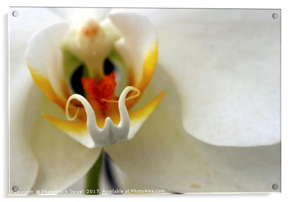 Close up of an Orchid Acrylic by PhotoStock Israel