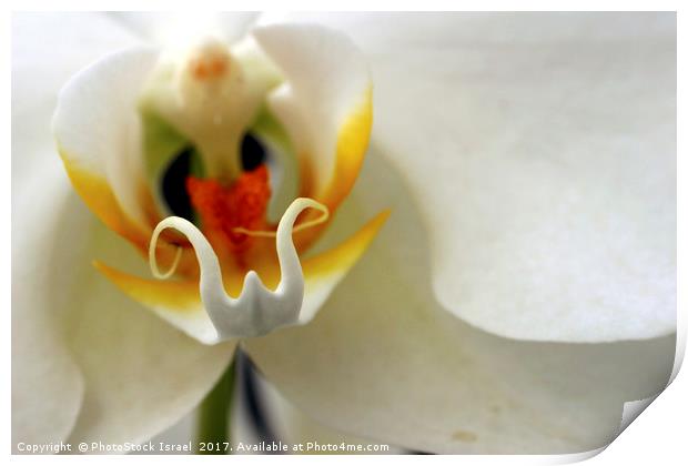 Close up of an Orchid Print by PhotoStock Israel