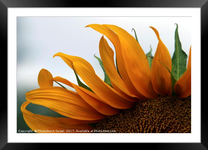 Sunflower Framed Mounted Print by PhotoStock Israel
