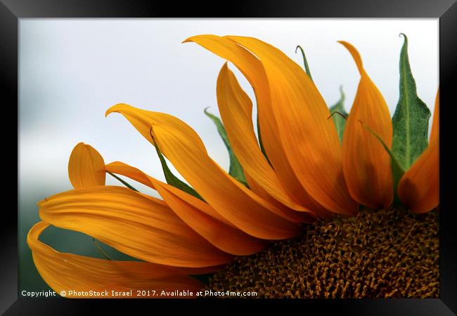 Sunflower Framed Print by PhotoStock Israel