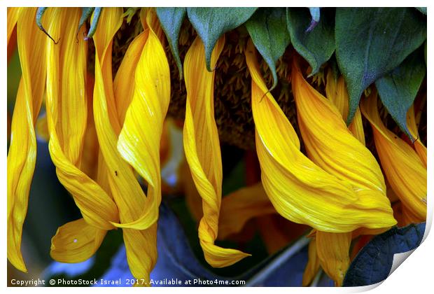 Sunflower Print by PhotoStock Israel
