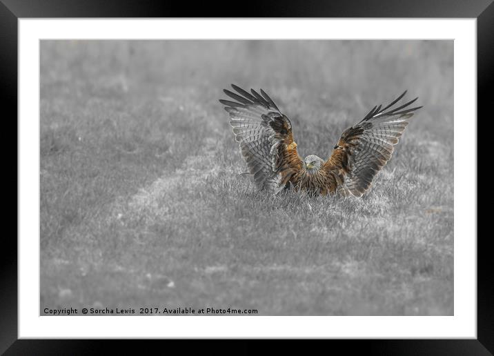 Red Kite Angel Framed Mounted Print by Sorcha Lewis