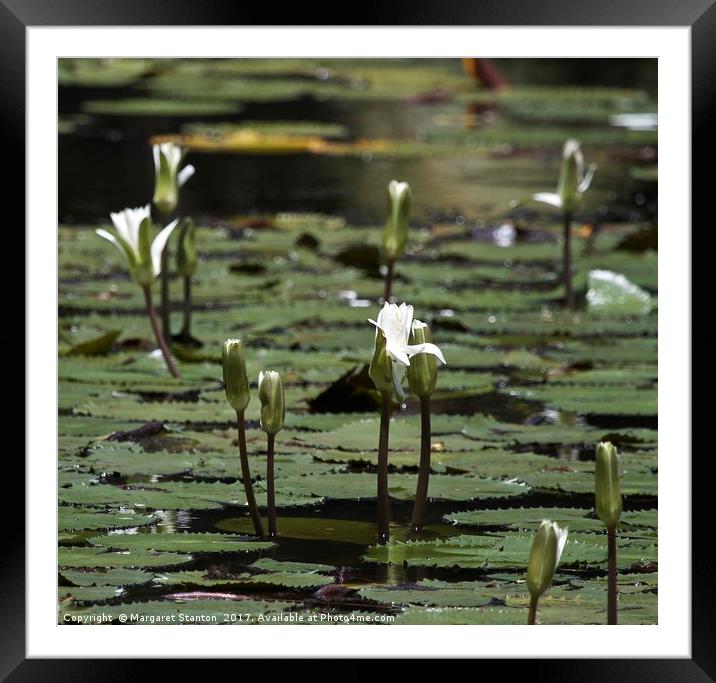 White Water Lilies  Framed Mounted Print by Margaret Stanton