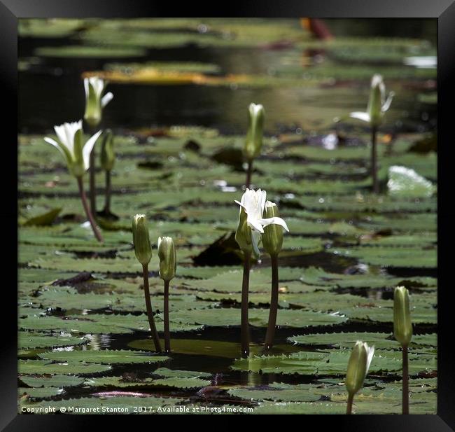 White Water Lilies  Framed Print by Margaret Stanton