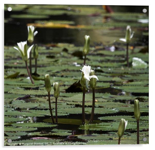 White Water Lilies  Acrylic by Margaret Stanton