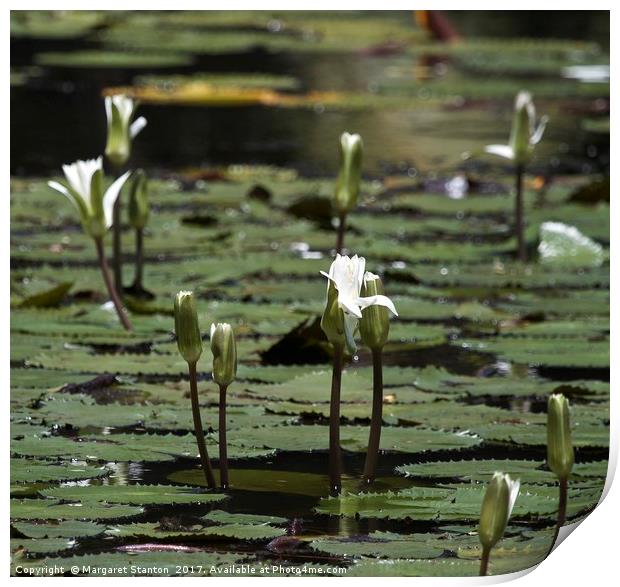 White Water Lilies  Print by Margaret Stanton