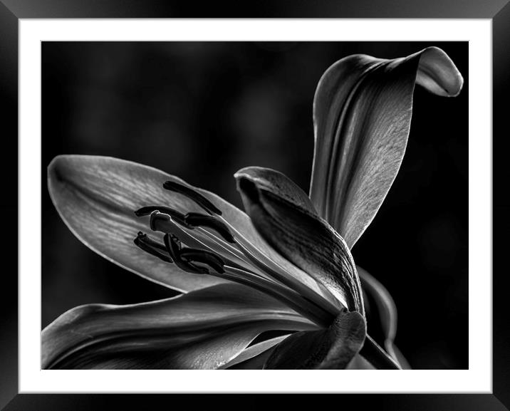 Lily Framed Mounted Print by Angela H