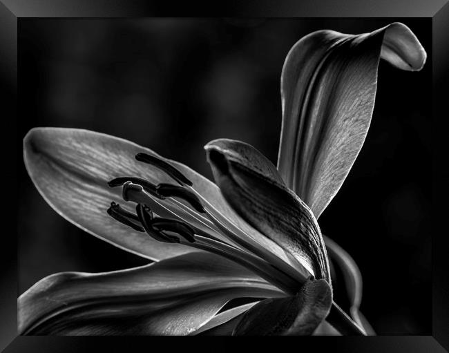 Lily Framed Print by Angela H