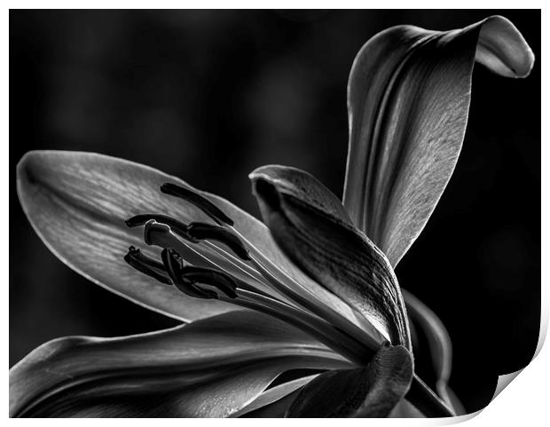 Lily Print by Angela H
