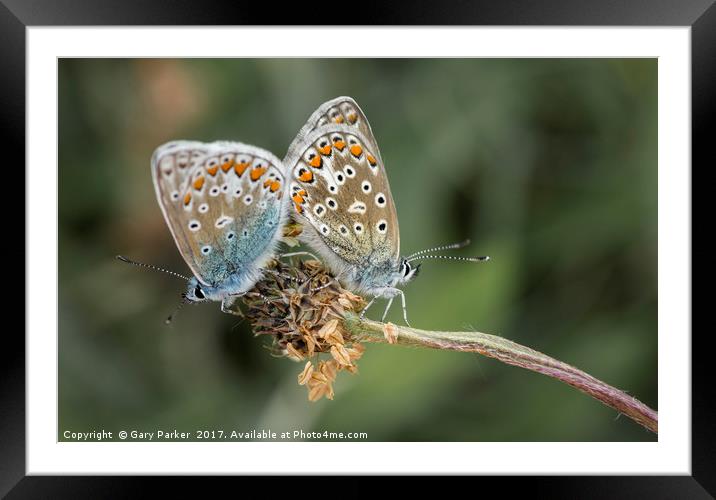 Butterflies at dawn Framed Mounted Print by Gary Parker