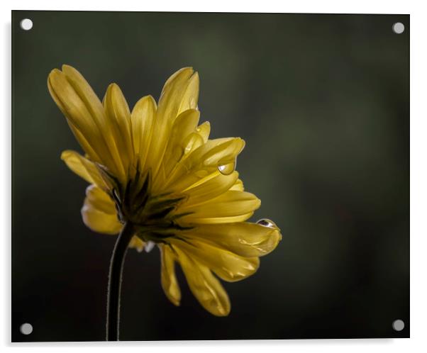 Chrysanthemum Acrylic by Angela H