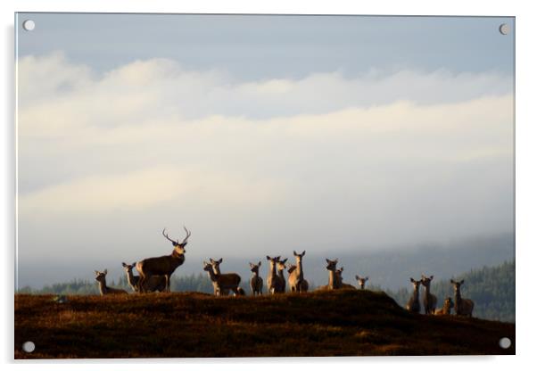 Red Deer Rut  Acrylic by Macrae Images