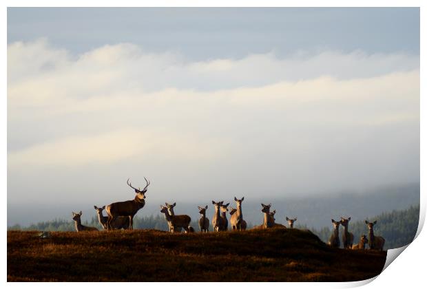 Red Deer Rut  Print by Macrae Images