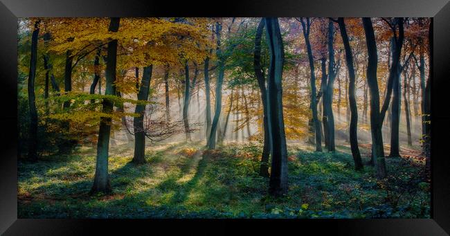 Morning Autumn Woods Framed Print by Ceri Jones