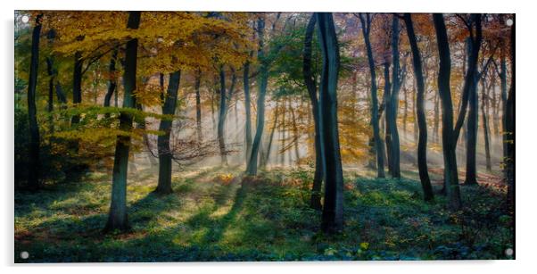 Morning Autumn Woods Acrylic by Ceri Jones